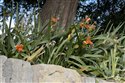 Iris foetidissima