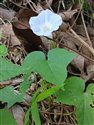 Ipomoea nil