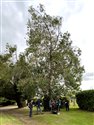 Ilex x altaclerensis