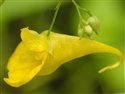 Impatiens noli-tangere