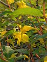 Impatiens noli-tangere