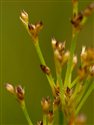 Juncus acutiflorus