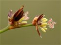 Juncus articulatus