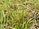 Juncus bufonius