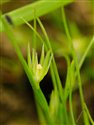 Juncus bufonius