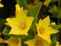 Lysimachia punctata