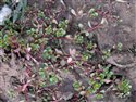 Lythrum portula