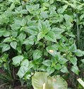 Laportea interuppta