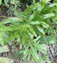 Lygodium circinnatum