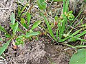 Lysimachia minima