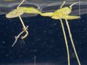 Lemna minuta