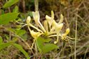 Lonicera periclymenum