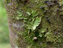 Lobaria pulmonaria