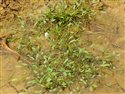 Limosella aquatica