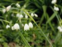 Leucojum aestivum