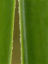 Leucojum aestivum