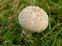 Lycoperdon perlatum