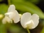 White flowers, Lathyrus vernus
