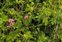 Plant, Lathyrus sylvestris