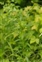 Boundaries, Lithospermum officinale