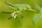 Boundaries, Lithospermum officinale