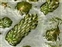 The Frogbit family, Hydrocharitaceae, Lagarosiphon major