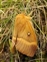 Lasiocampidae, Lasiocampa quercus