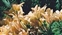 Taxonomic plant kingdom, Lilium hybrid
