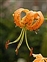 Flower, Lilium henryi