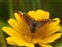 Lycaenidae, Lycaena phlaeas