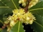 The Bay tree family, Lauraceae, Laurus nobilis