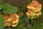 Polyporaceae, the Polypore family, Laetiporus sulphureus