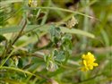 Medicago lupulina