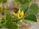 Medicago polymorpha