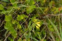 Melampyrum pratense