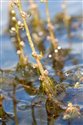 Myriophyllum alterniflorum