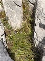 Mountain Melick