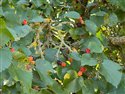 Black Mulberry