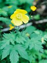 Meconopsis cambrica