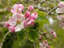 Malus sylvestris