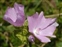 Neutral grassland, Malva moschata