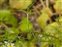 Leaf, Matricaria chamomilla