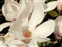 The Tulip-tree family, Magnoliaceae, Magnolia x soulangeana