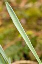 Narcissus obvallaris