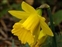 Corona, Narcissus obvallaris