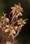 Green flowers, Neottia cordata
