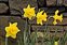 The Daffodil family, Amaryllidaceae, Narcissus hispanicus