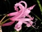 Taxonomic plant kingdom, Nerine bowdenii
