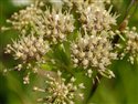 Oenanthe pimpinelloides