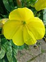 Oenothera glazioviana